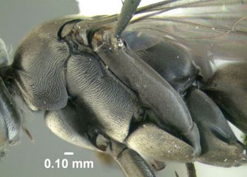Media type: image;   Entomology 600328 Aspect: thorax lateral